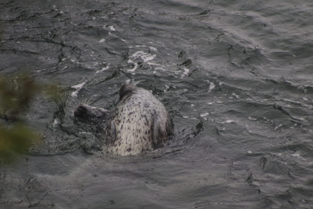 vancouver seal