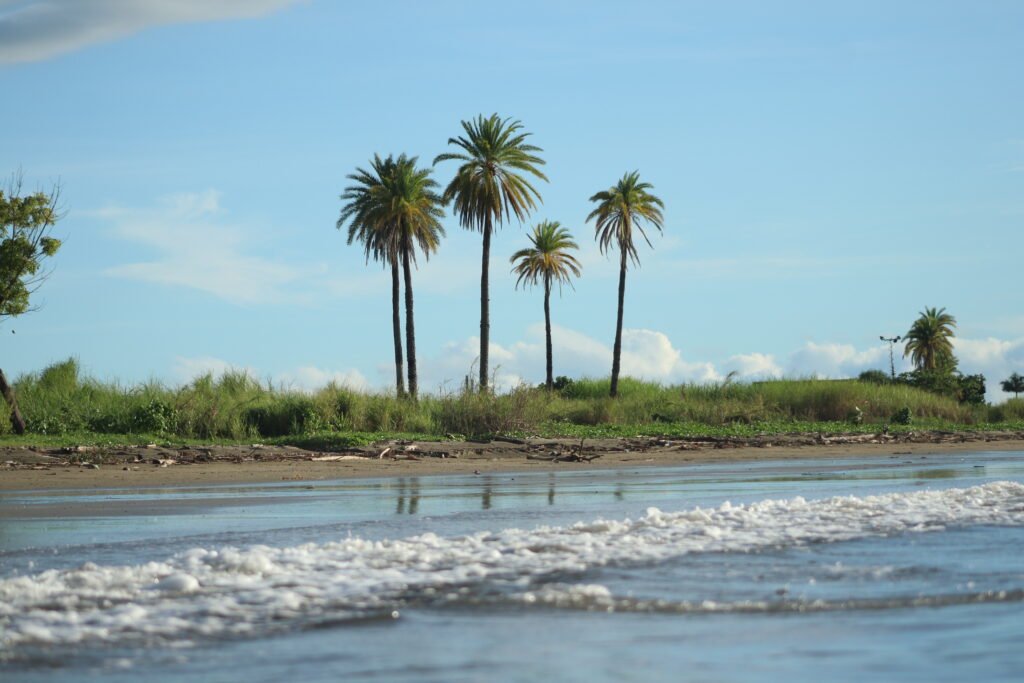 fiji trees beach