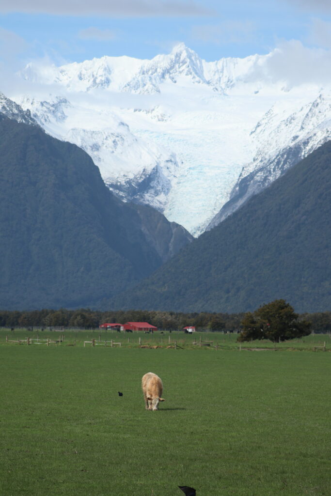 new zealand, cow, mountain, glacier